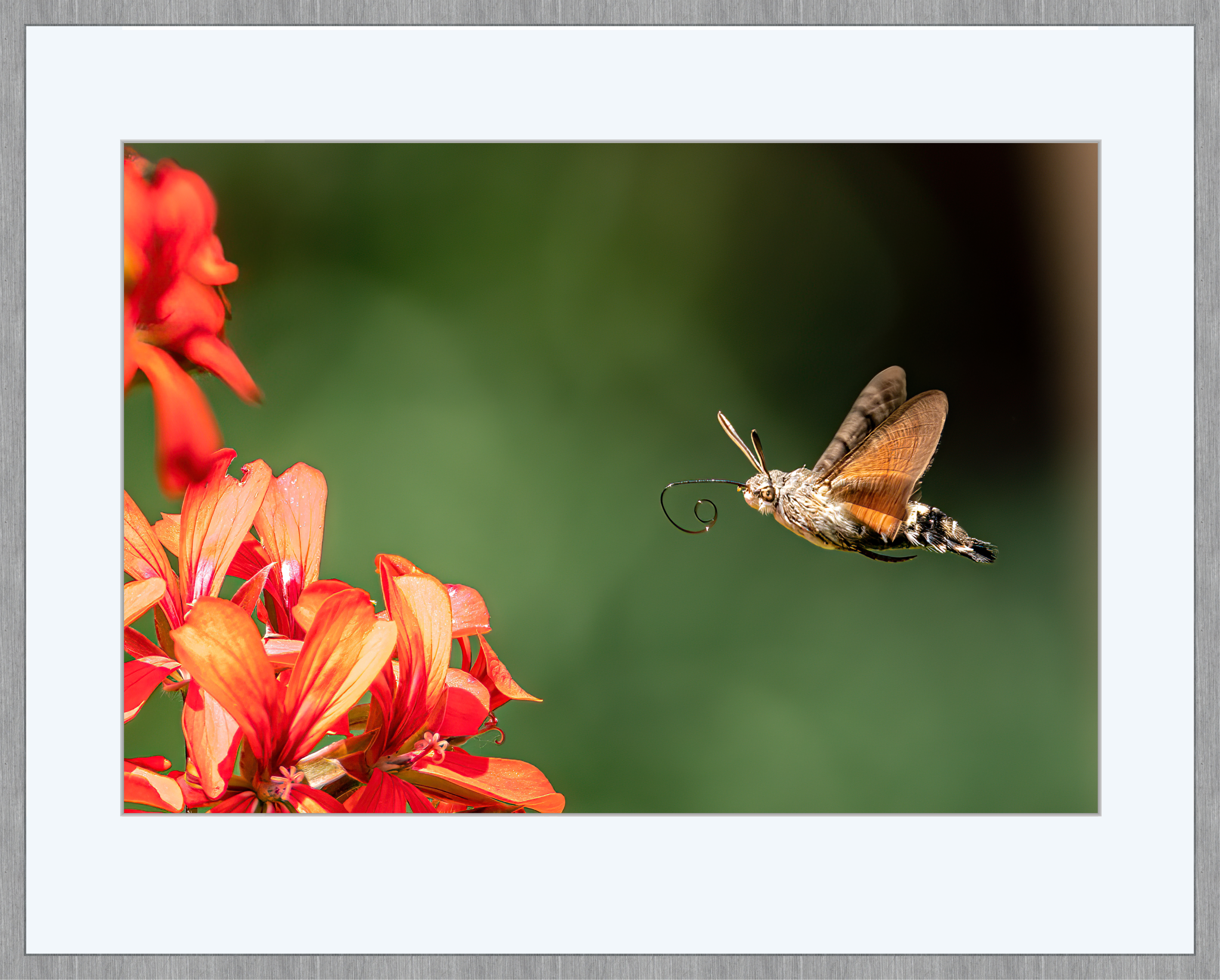 Taubenschw?nzchen (Macroglossum stellatarum